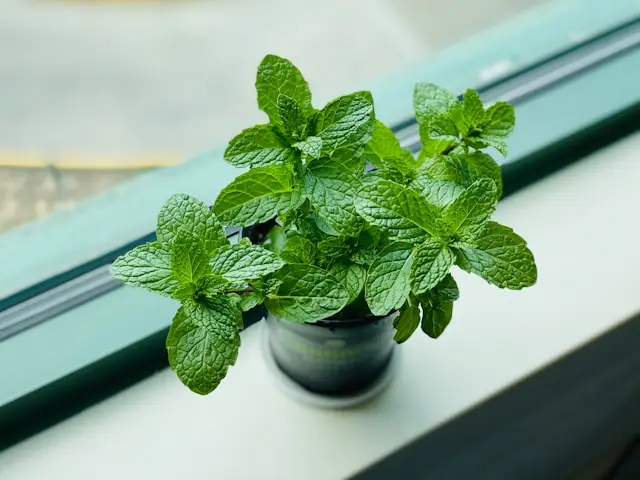 aromatics